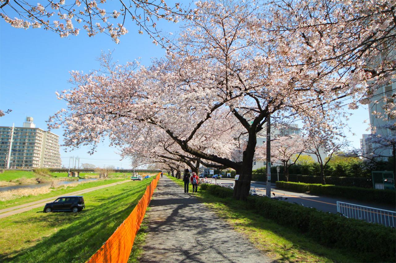 柳瀬川の桜並木