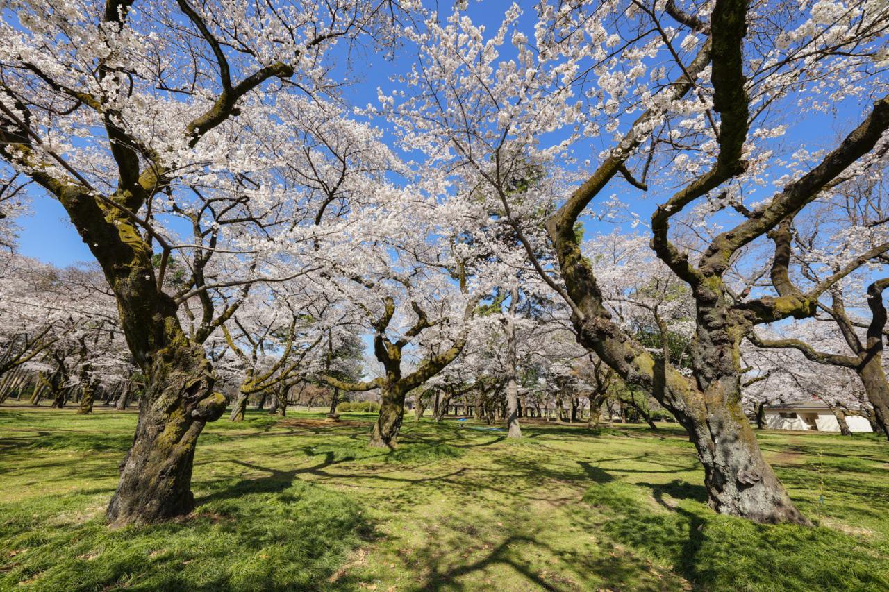 小金井公園