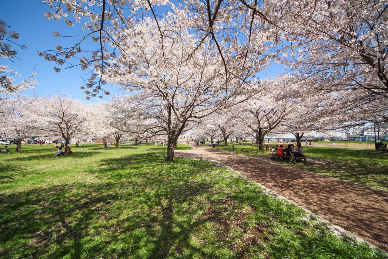 河川敷中央公園