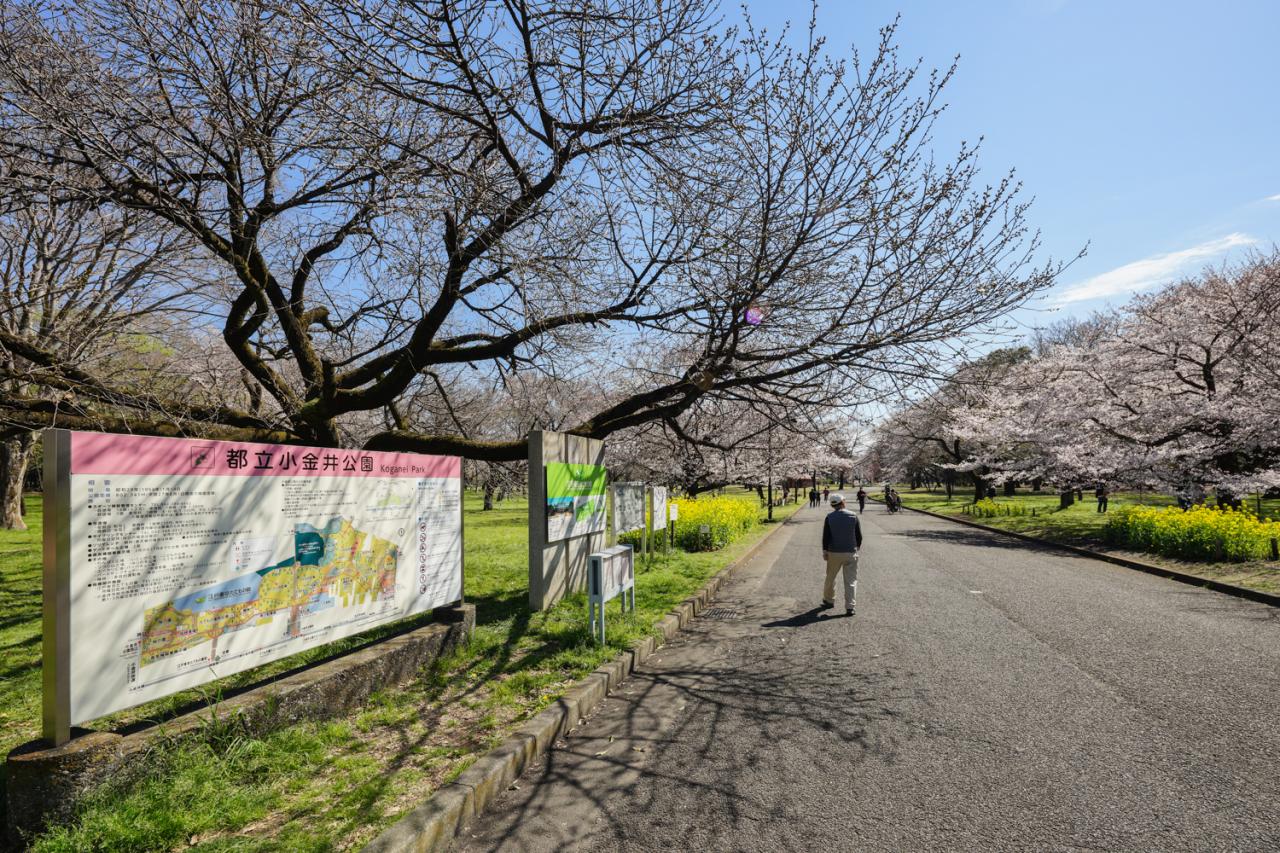 小金井公園入口