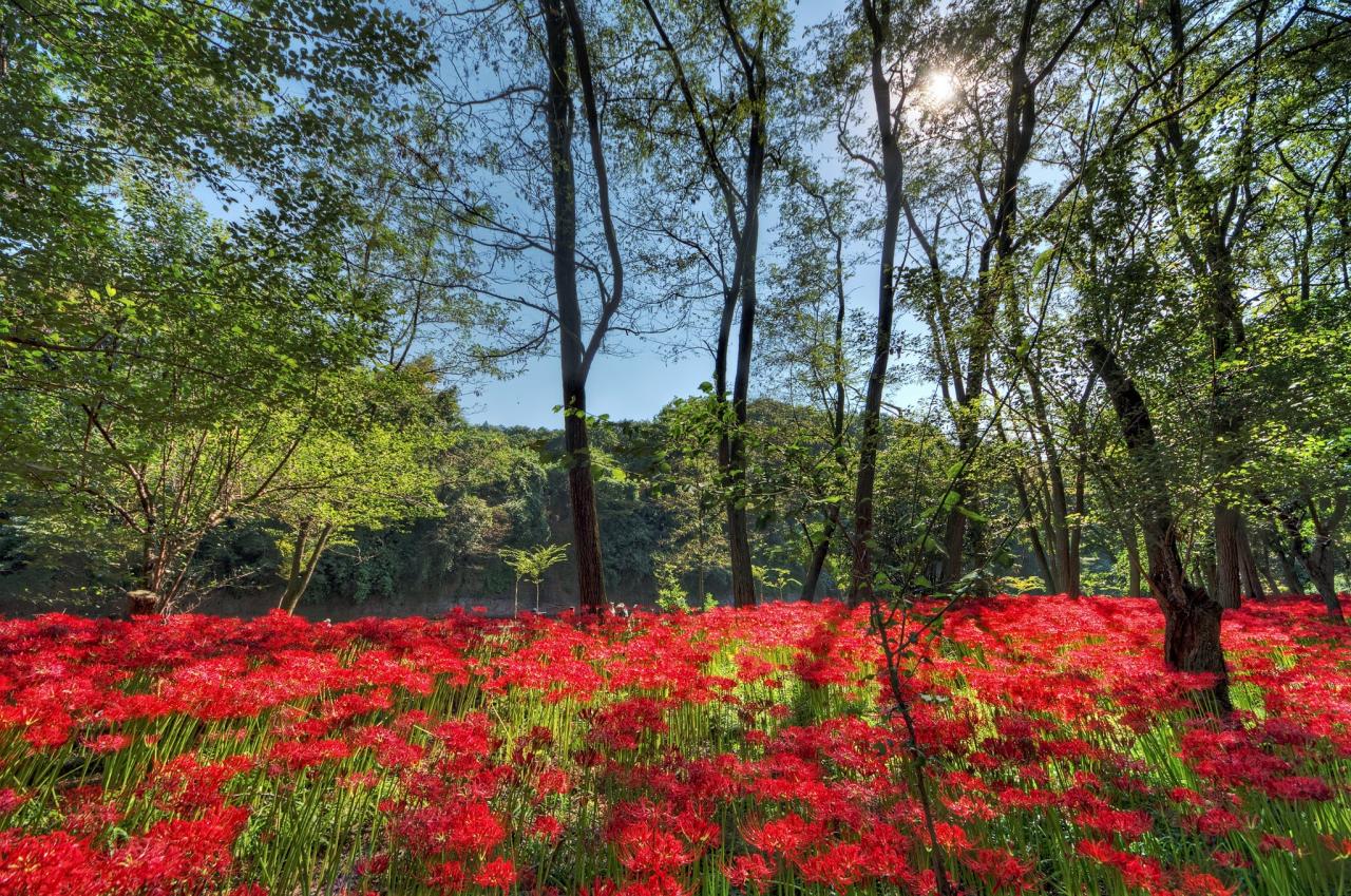 巾着田曼珠沙華公園