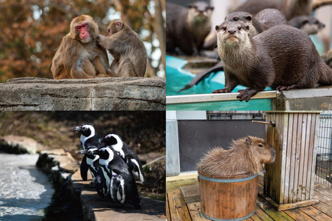 智光山公園 こども動物園