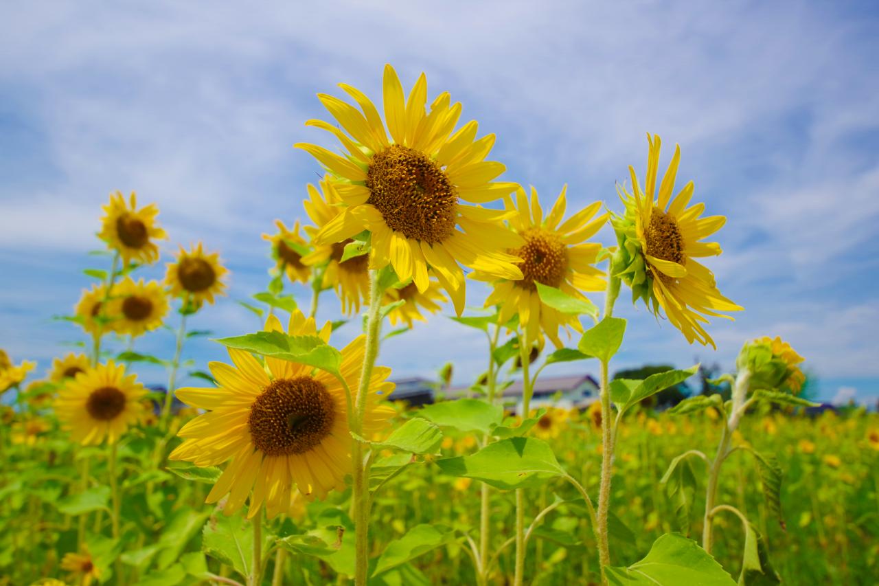 伊佐沼東岸花畑