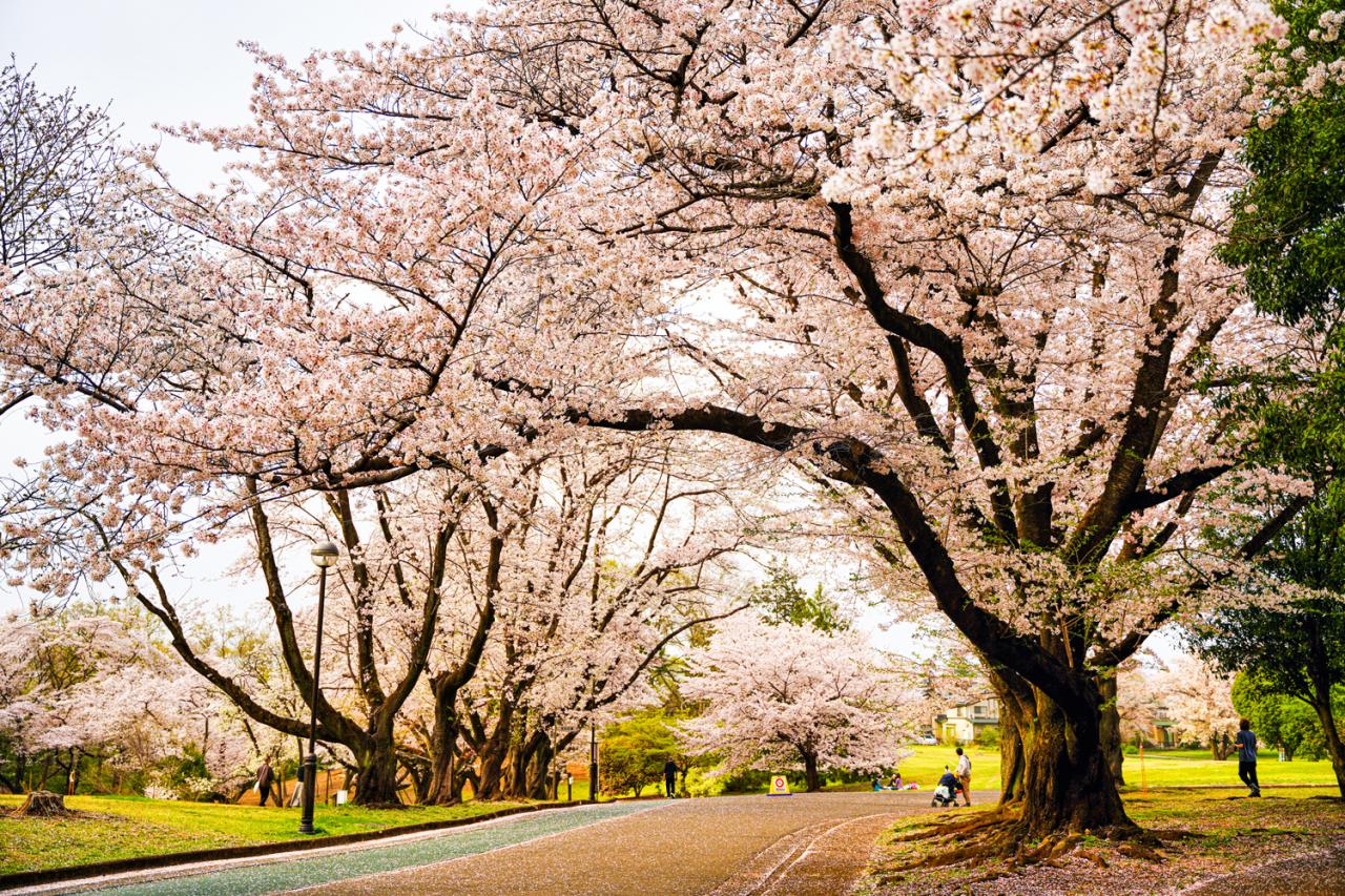 狭山稲荷山公園