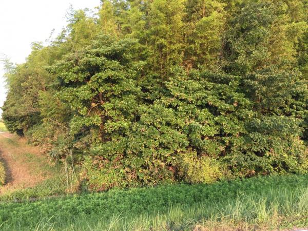 土地 茨城県稲敷市大島 JR鹿島線潮来駅 2,000万円