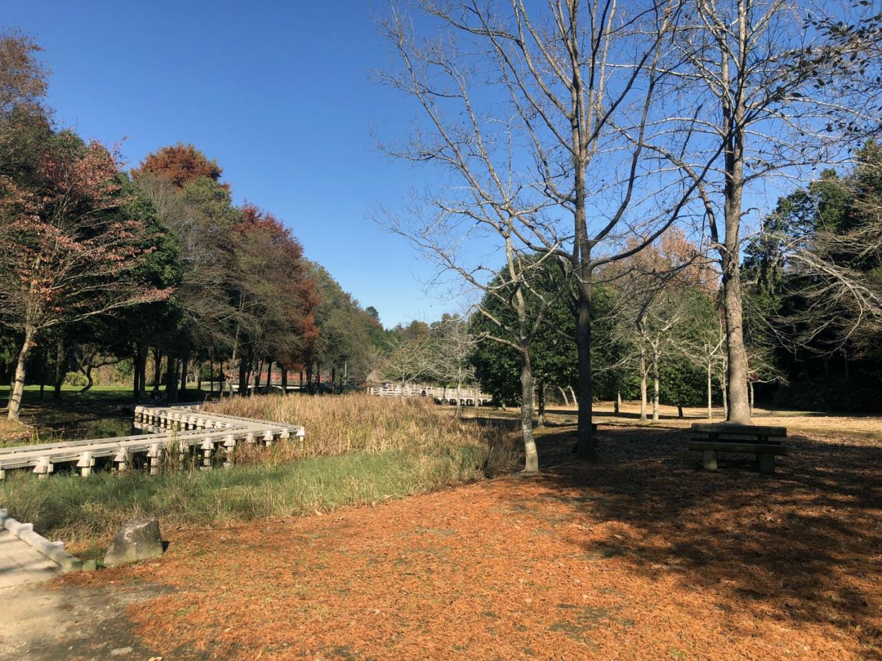 逆川緑地 湿生植物観察エリア