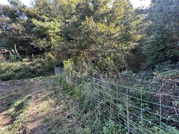 若木町大字川古　山林 現地土地写真 