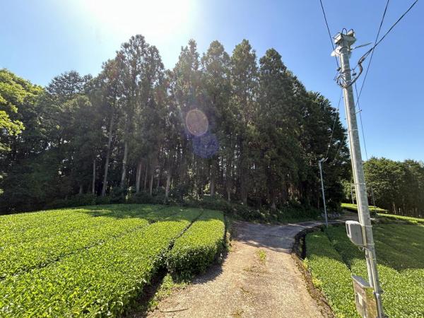 嬉野町大字岩屋川内　山林 現地土地写真 