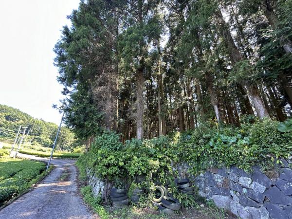 嬉野町大字岩屋川内　山林 現地土地写真 
