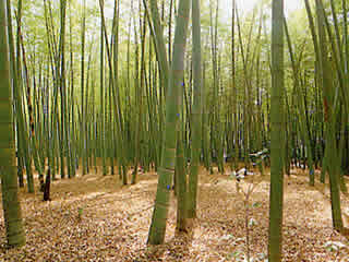 東久留米市 竹林公園