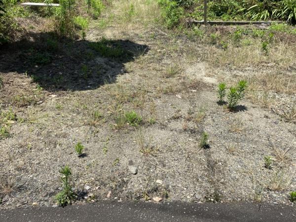 土地 西条市周布 JR予讃線玉之江駅 1,580万円