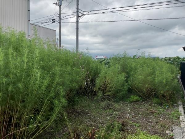 【不動産販売　愛媛総合】11377　土地　西条市石田 現地土地写真 