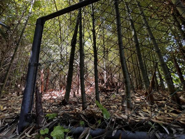 1924　能代市清助町 庭 