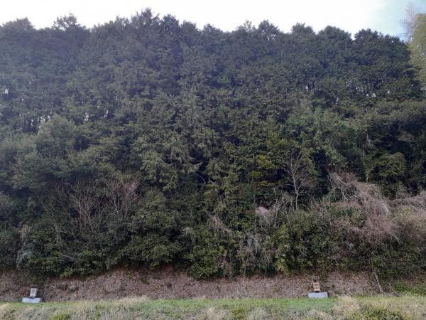 高岡郡四万十町弘見　120 その他現地写真 