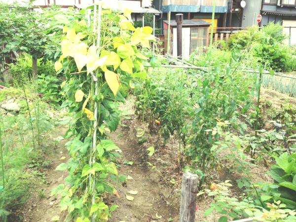 古川町向町3丁目 住宅用土地 50坪 現地土地写真 