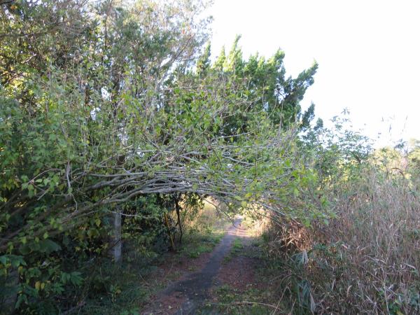 山武郡横芝光町屋形　土地 現地土地写真 