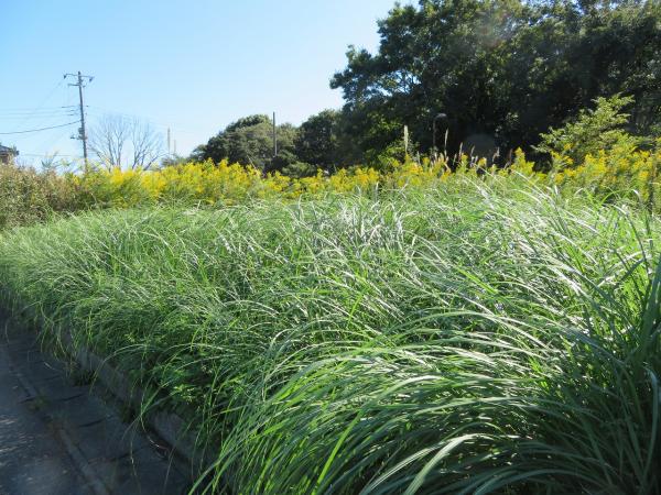 山武郡横芝光町宮川　土地 現地土地写真 