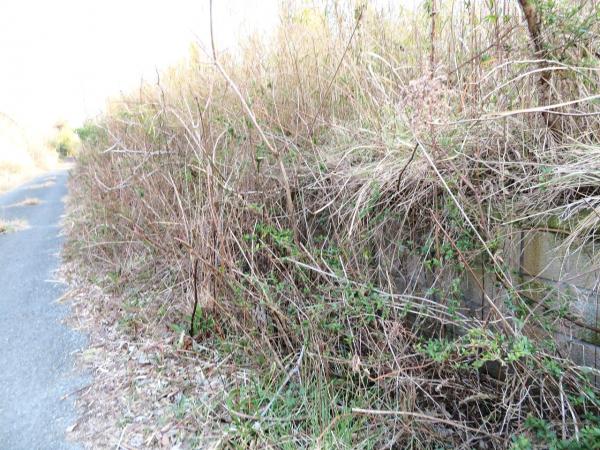 山武郡横芝光町木戸　土地 現地土地写真 