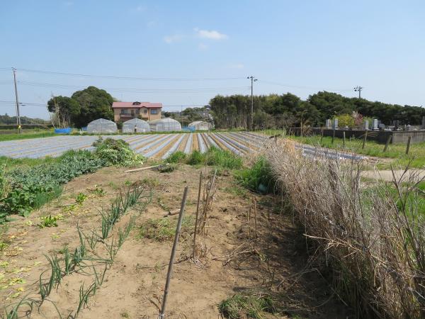 山武郡横芝光町屋形　土地 現地土地写真 