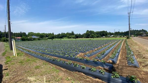 香取市沢　土地 現地土地写真 