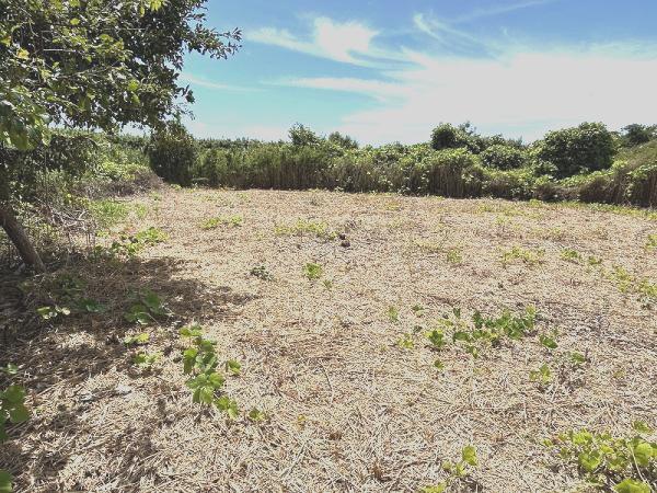 山武郡横芝光町木戸　土地 